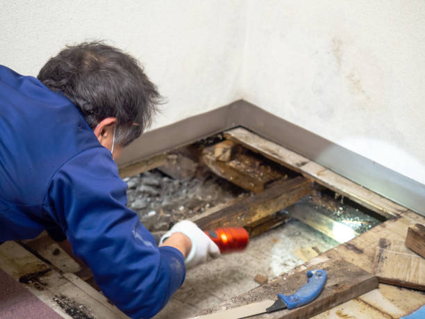 Best Crawl Space Mold Remediation in Bevil Oaks, TX