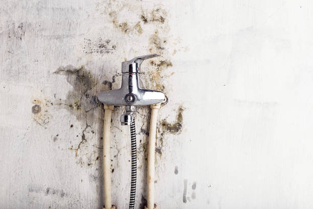 Best Health and Safety Mold Remediation in Bevil Oaks, TX