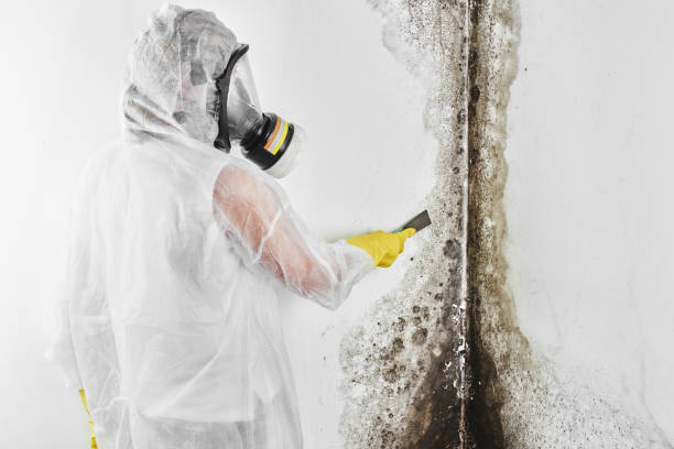 Reliable Bevil Oaks, TX Mold Remediation Solutions
