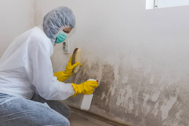 Best Basement Mold Remediation in Bevil Oaks, TX