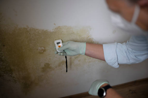 Best Residential Mold Remediation in Bevil Oaks, TX