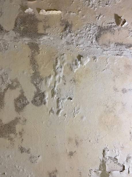 Best Bathroom Mold Remediation in Bevil Oaks, TX