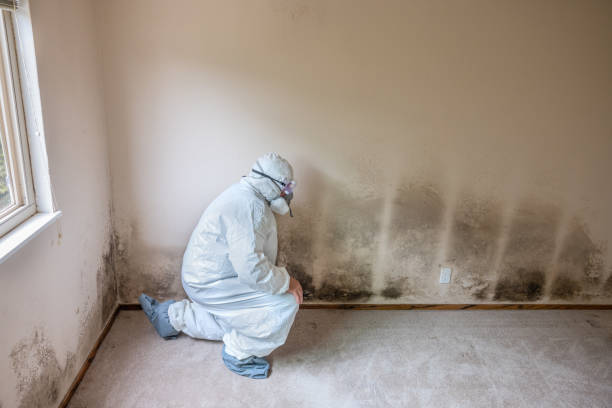 Best Preventive Mold Services in Bevil Oaks, TX